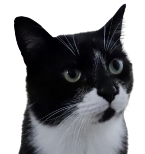 A black and white cat.